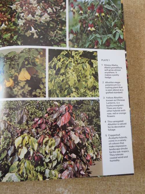 SHRUBS, TREES AND CLIMBERS  by Sima Eliovson