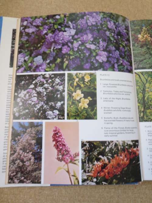 SHRUBS, TREES AND CLIMBERS  by Sima Eliovson