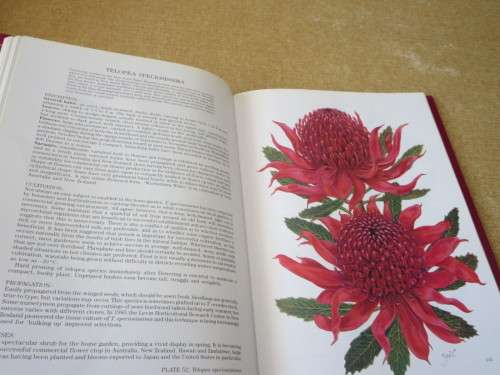 PROTEAS OF THE WORLD  by Lewis Matthews  Paintings: Zoë Carter