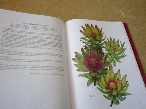 PROTEAS OF THE WORLD  by Lewis Matthews  Paintings: Zoë Carter