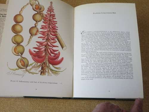 SOUTH AFRICAN ERYTHRINAS  by Esmé Franklin Hennessy