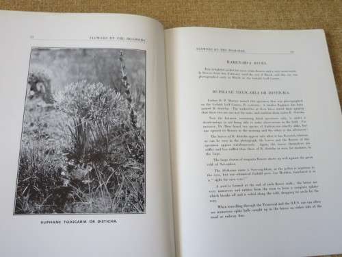 FLOWERS BY THE ROADSIDE  by R. A. H. Flugge- de Smidt  (SIGNED)