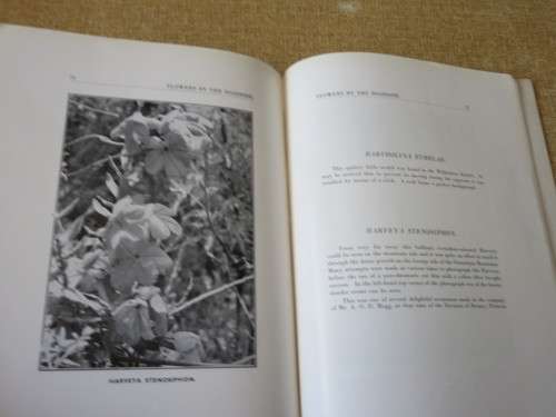 FLOWERS BY THE ROADSIDE  by R. A. H. Flugge- de Smidt  (SIGNED)