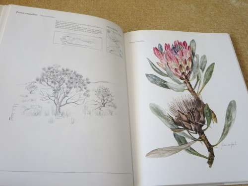 BOME & STRUIKE VAN DIE WITWATERSRAND, MAGALIESBERG & PILANSBERG  deur van Gogh & Anderson