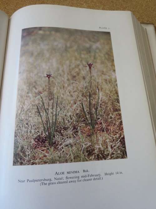 A GARDENER`S GUIDE: PLANTS OF THE BIBLE  by Daan Smit