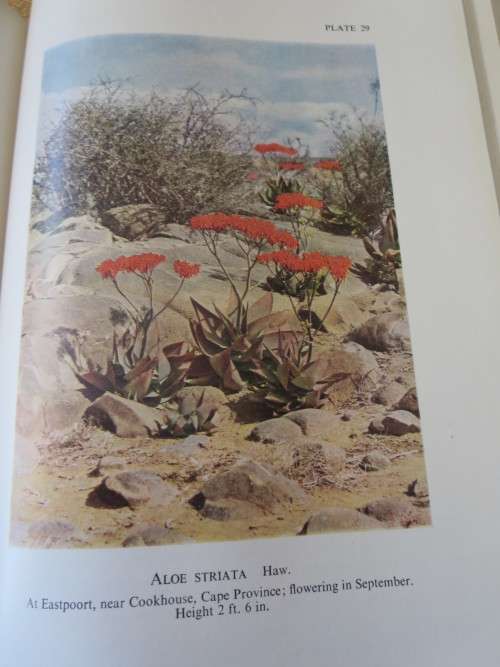 A GARDENER`S GUIDE: PLANTS OF THE BIBLE  by Daan Smit
