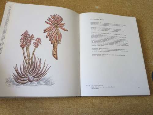 ALOES OF SOUTH AFRICAN VELD  by Hans Bornman and David Hardy