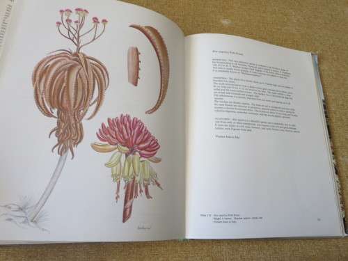 ALOES OF SOUTH AFRICAN VELD  by Hans Bornman and David Hardy