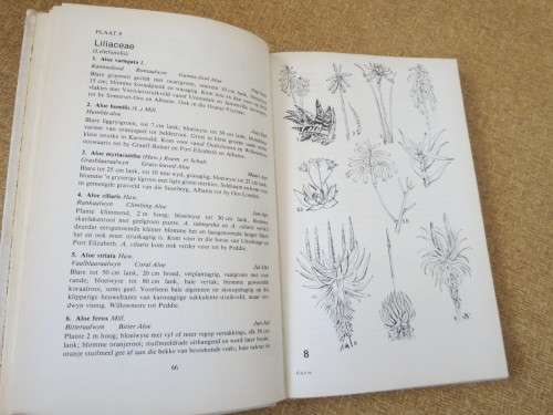 VELDBLOMME VAN OOS-KAAPLAND  deur Eily Gledhill