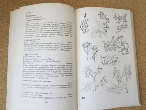 VELDBLOMME VAN OOS-KAAPLAND  deur Eily Gledhill
