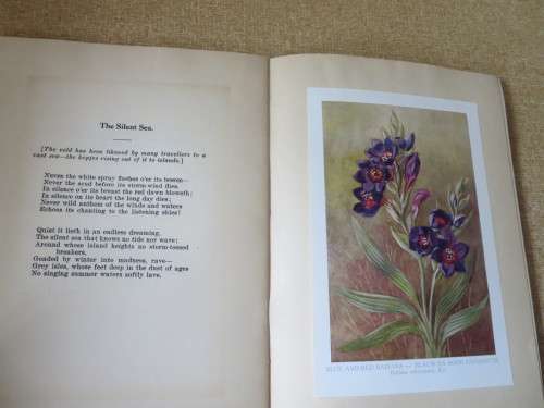 SIX SOUTH AFRICAN FLOWERS AND VERSE  Verses by: Kolbe, Tucker, Bromley and Cole