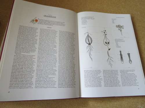 BULBOUS PLANTS OF SOUTHERN AFRICA  by Niel du Plessis & Graham Duncan  (In slipcase)