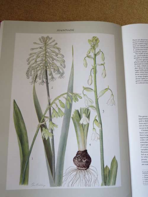 BULBOUS PLANTS OF SOUTHERN AFRICA  by Niel du Plessis & Graham Duncan  (In slipcase)