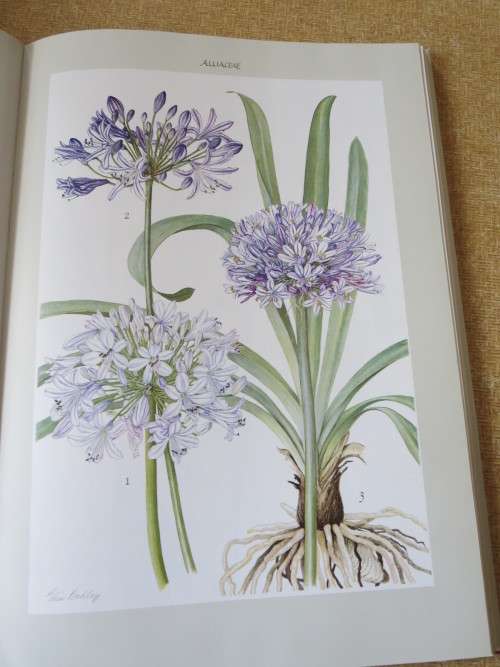 BULBOUS PLANTS OF SOUTHERN AFRICA  by Niel du Plessis & Graham Duncan  (In slipcase)