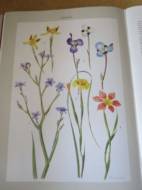 BULBOUS PLANTS OF SOUTHERN AFRICA  by Niel du Plessis & Graham Duncan  (In slipcase)
