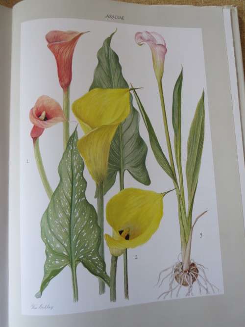 BULBOUS PLANTS OF SOUTHERN AFRICA  by Niel du Plessis & Graham Duncan  (In slipcase)