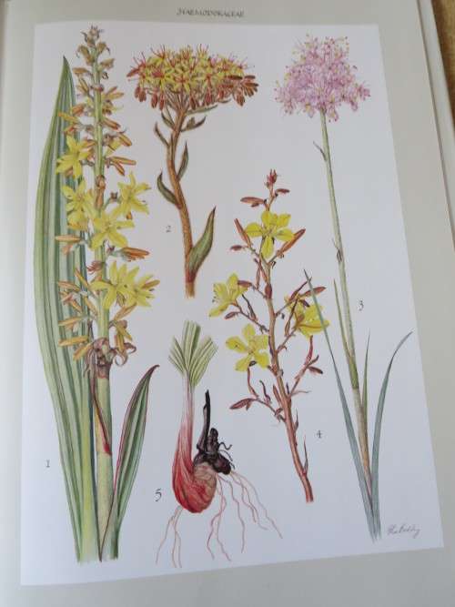 BULBOUS PLANTS OF SOUTHERN AFRICA  by Niel du Plessis & Graham Duncan  (In slipcase)