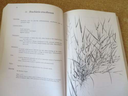 GRASSES OF THE EASTERN FREE STATE  by Rodney Moffett