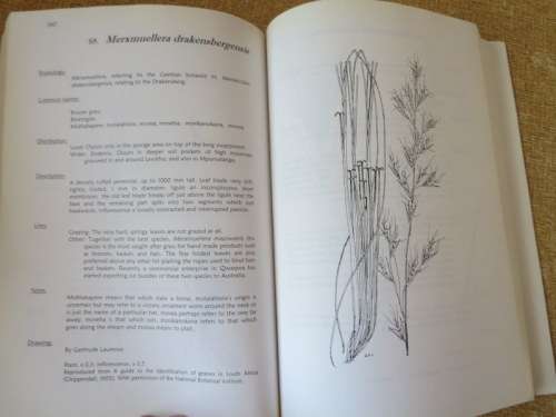GRASSES OF THE EASTERN FREE STATE  by Rodney Moffett