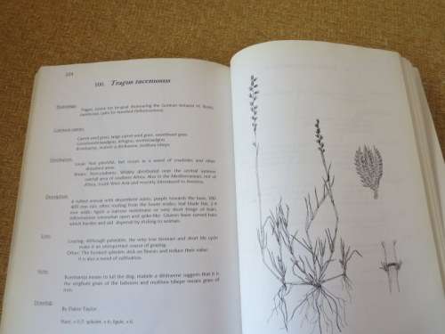 GRASSES OF THE EASTERN FREE STATE  by Rodney Moffett