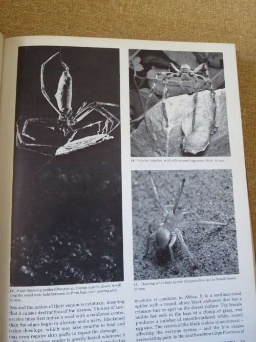 AFRICAN INSECT LIFE New revised and illustrated edition  by S. H. Skaife