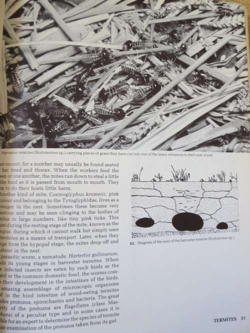 AFRICAN INSECT LIFE New revised and illustrated edition  by S. H. Skaife