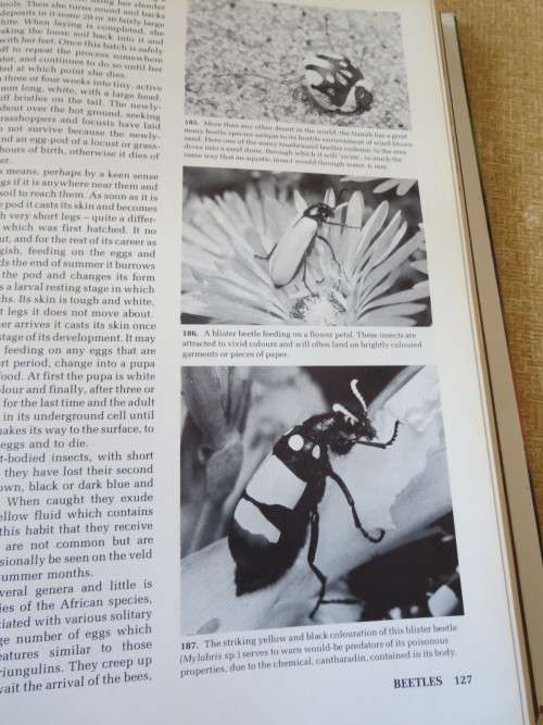 AFRICAN INSECT LIFE New revised and illustrated edition  by S. H. Skaife