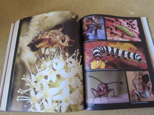 AFRICAN INSECT LIFE New revised and illustrated edition  by S. H. Skaife