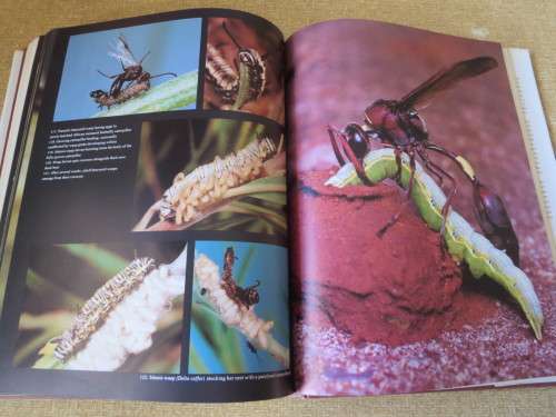 AFRICAN INSECT LIFE New revised and illustrated edition  by S. H. Skaife