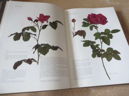 ROSES AT THE CAPE OF GOOD HOPE  by Gwen fagan