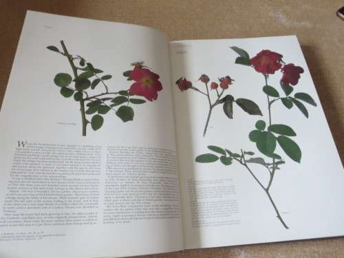 ROSES AT THE CAPE OF GOOD HOPE  by Gwen fagan