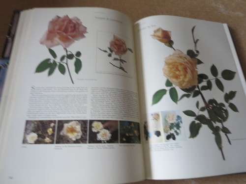 ROSES AT THE CAPE OF GOOD HOPE  by Gwen fagan