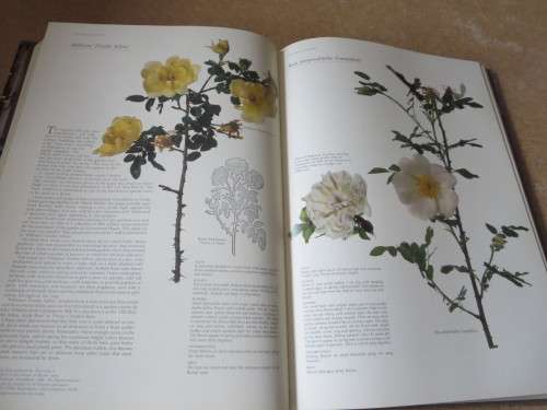 ROSES AT THE CAPE OF GOOD HOPE  by Gwen fagan