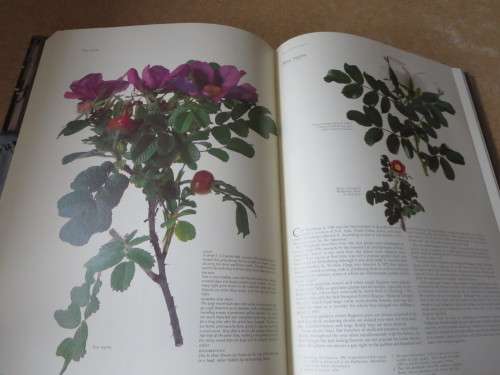 ROSES AT THE CAPE OF GOOD HOPE  by Gwen fagan