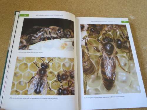 THE BUZZ ABOUT BEES  Biology of a Superorganism  by Jurgen Tautz