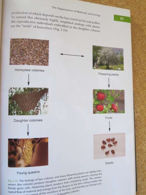 THE BUZZ ABOUT BEES  Biology of a Superorganism  by Jurgen Tautz