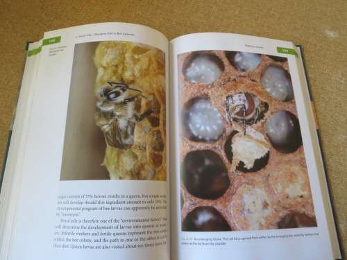 THE BUZZ ABOUT BEES  Biology of a Superorganism  by Jurgen Tautz
