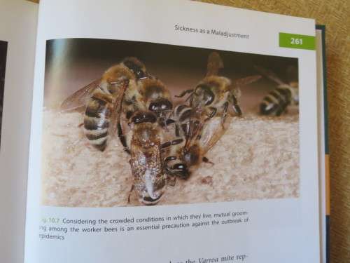 THE BUZZ ABOUT BEES  Biology of a Superorganism  by Jurgen Tautz