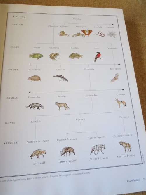 THE COMPLETE BOOK OF SOUTHERN AFRICAN MAMMALS  by Gus Mills & Lex Hes