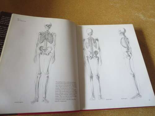 HUMAN ANATOMY FOR ARTISTS Text: Dr. György Fehér  Illustrations: András Szunyoghy