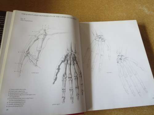 HUMAN ANATOMY FOR ARTISTS Text: Dr. György Fehér  Illustrations: András Szunyoghy