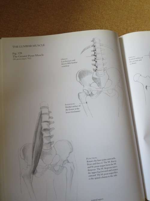 HUMAN ANATOMY FOR ARTISTS Text: Dr. György Fehér  Illustrations: András Szunyoghy