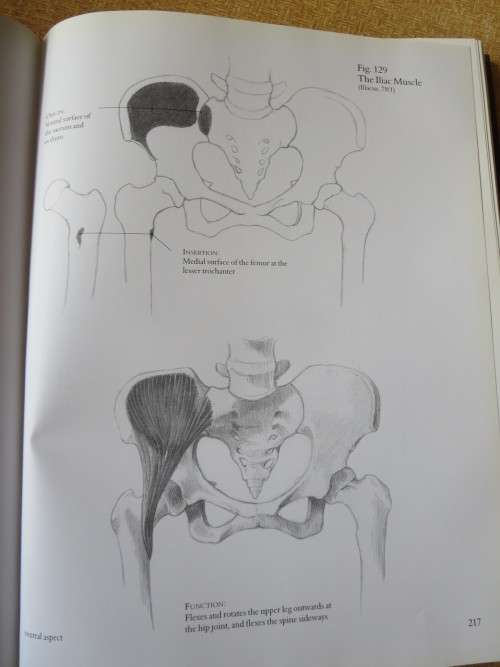 HUMAN ANATOMY FOR ARTISTS Text: Dr. György Fehér  Illustrations: András Szunyoghy