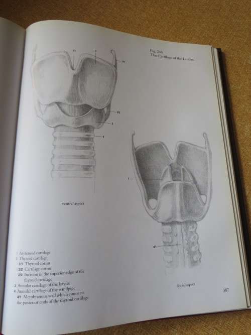 HUMAN ANATOMY FOR ARTISTS Text: Dr. György Fehér  Illustrations: András Szunyoghy