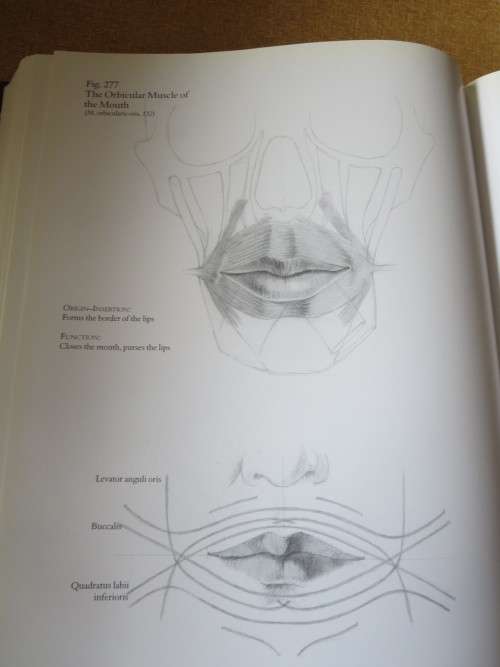 HUMAN ANATOMY FOR ARTISTS Text: Dr. György Fehér  Illustrations: András Szunyoghy