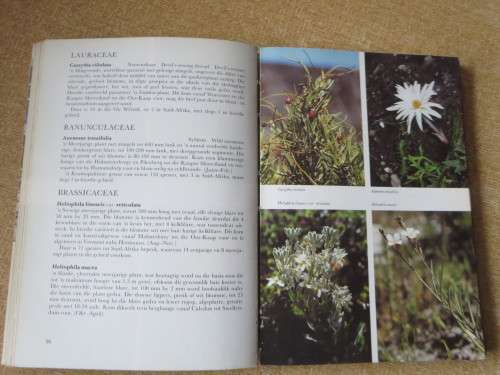 HOTTENTOTS-HOLLAND TOT HERMANUS Teks: Lee Burman &, Ann Bean Foto`s: Jose Burman