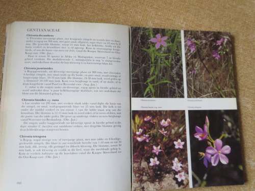 HOTTENTOTS-HOLLAND TOT HERMANUS Teks: Lee Burman &, Ann Bean Foto`s: Jose Burman