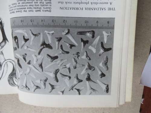LANGEBAANWEG  A Record Of Past Life  by Q. B. Hendey  (Rich Fossil Site)