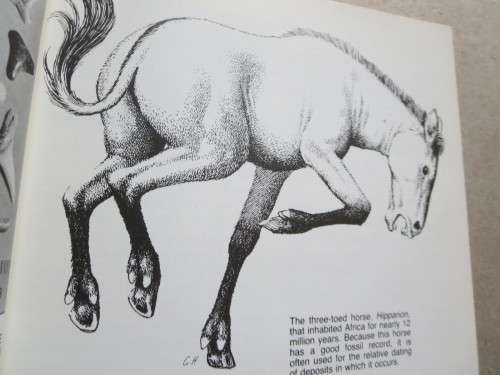 LANGEBAANWEG  A Record Of Past Life  by Q. B. Hendey  (Rich Fossil Site)