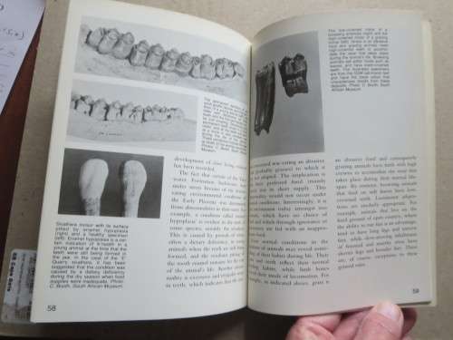 LANGEBAANWEG  A Record Of Past Life  by Q. B. Hendey  (Rich Fossil Site)